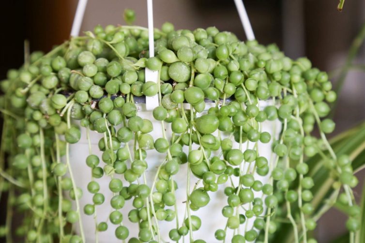 Senecio Rowleyanu – String of Pearls