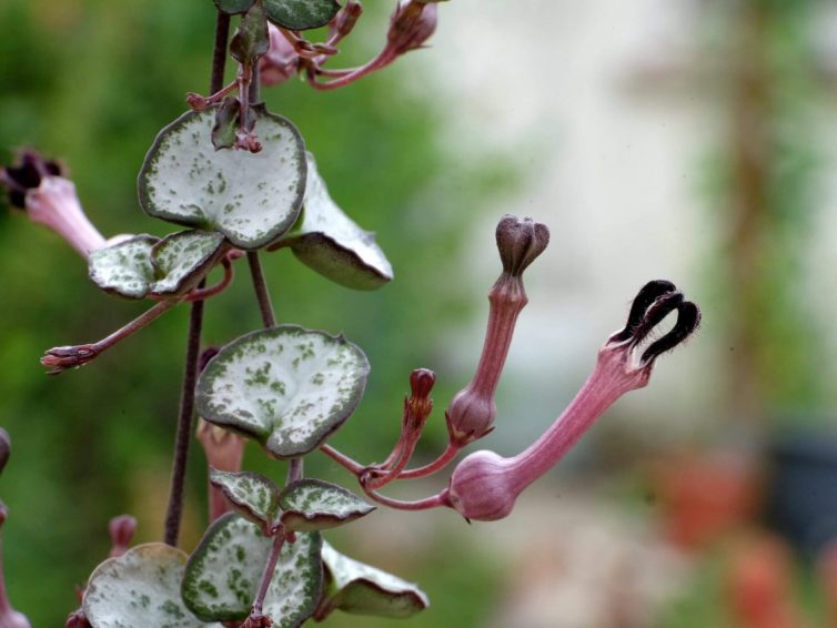 Ceropegia woodii flower