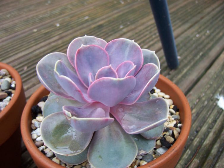 Echeveria ‘Perle Von Nürnberg’ 3 (1)