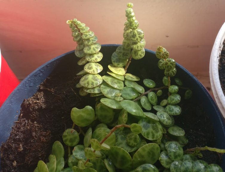 Peperomia prostrata