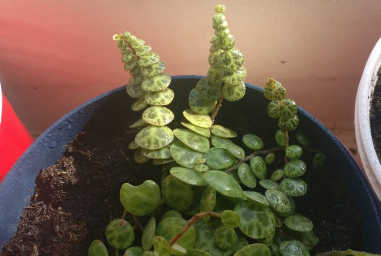 Peperomia prostrata