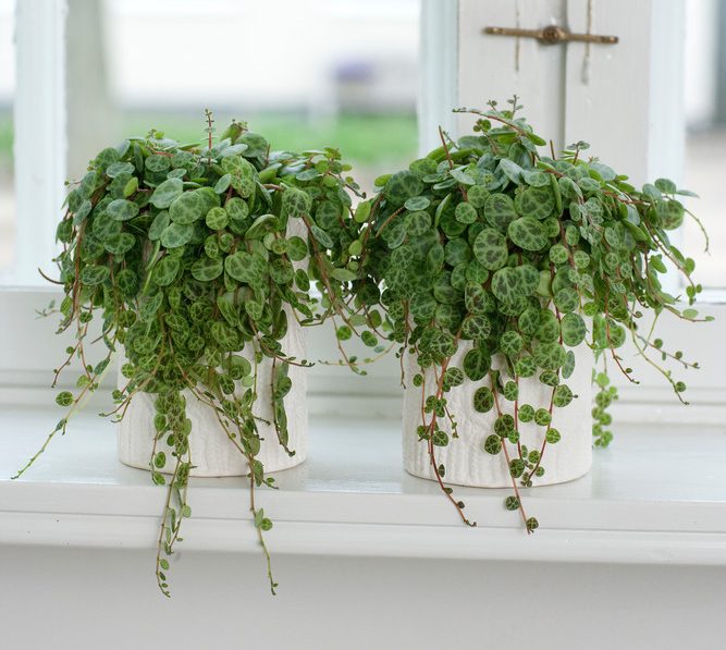 Peperomia Prostrata