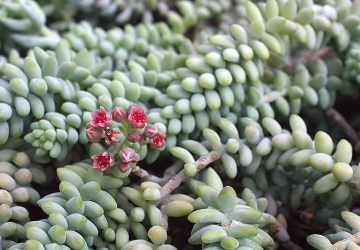 Sedum morganianum