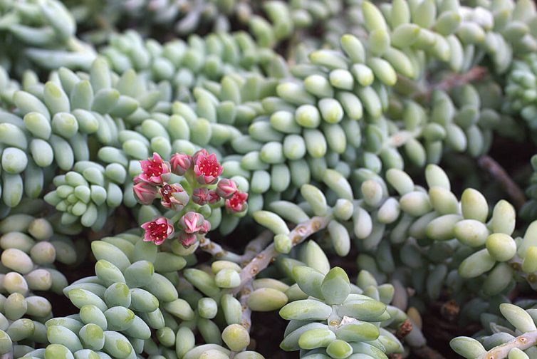 Sedum morganianum