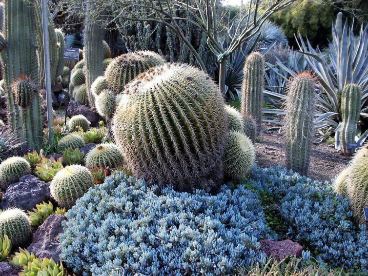 Senecio serpens Blue Chalk Sticks