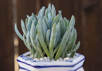 Senecio serpens Blue Chalk Sticks