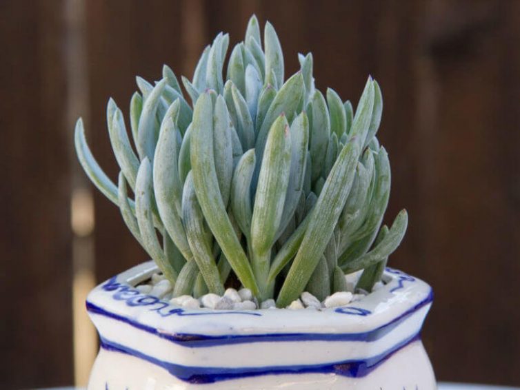 Senecio serpens Blue Chalk Sticks