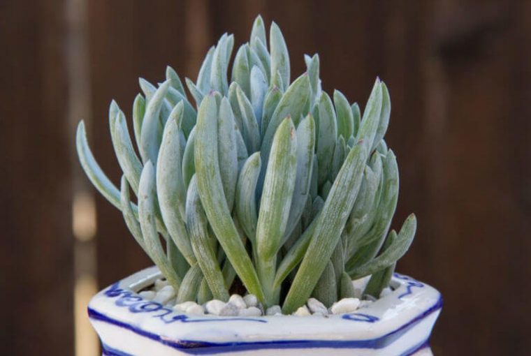 Senecio serpens Blue Chalk Sticks