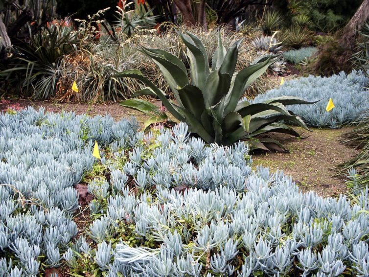 Senecio serpens Blue Chalk Sticks