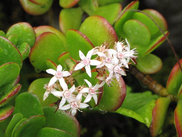 Crassula ovata - Jade plant
