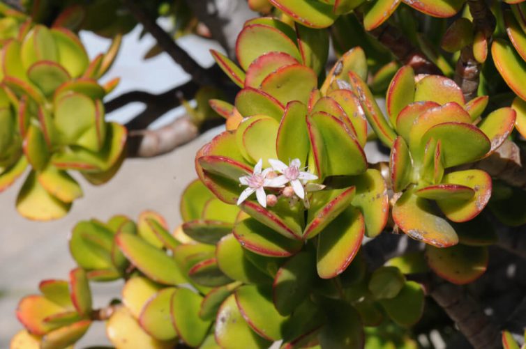 Crassula ovata - Jade plant