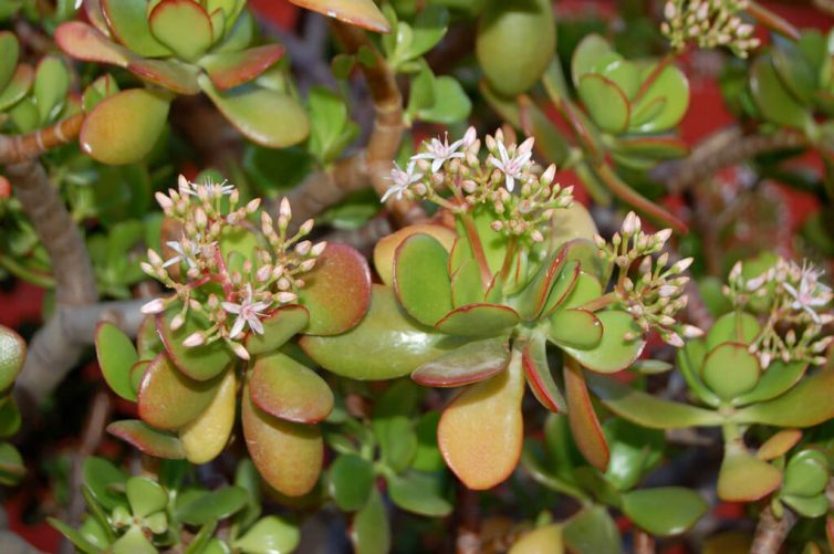 Crassula ovata - Jade plant