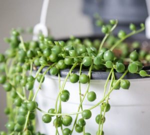 String of pearls