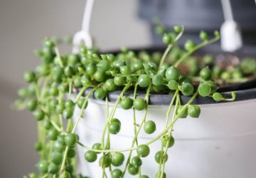 String of pearls