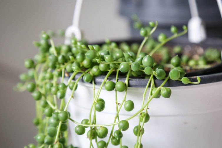 String of pearls