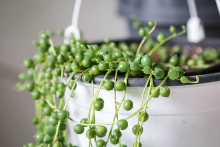 String of pearls