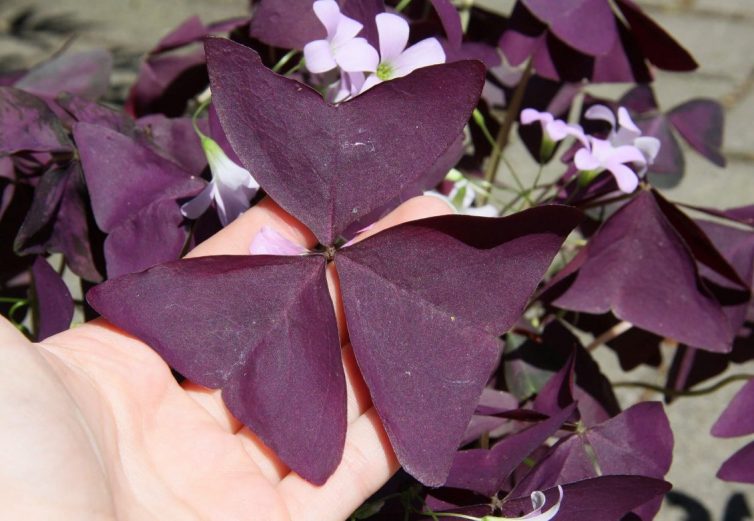 Oxalis triangularis