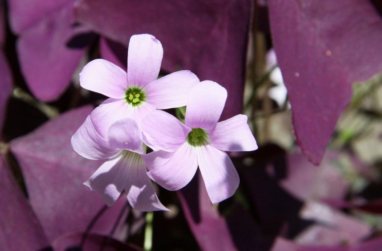 Oxalis triangularis