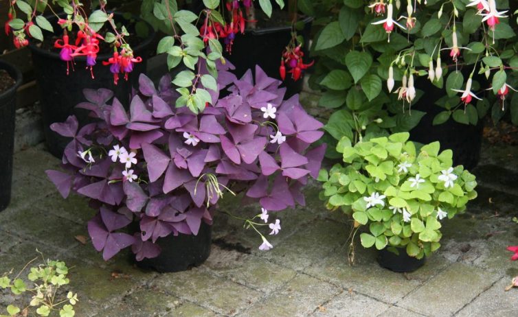 Oxalis triangularis and Oxalis Iron Cross