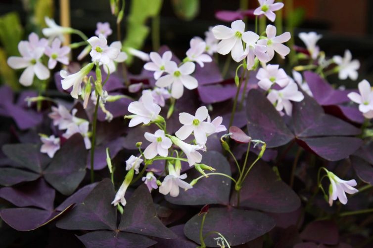 Oxalis triangularis