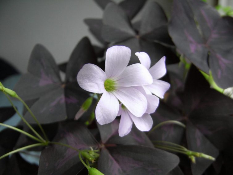 Oxalis triangularis