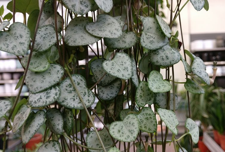 String of Hearts