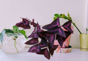 Oxalis triangularis