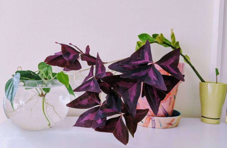 Oxalis triangularis