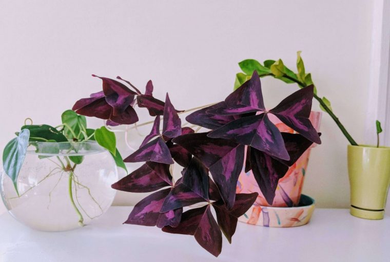 Oxalis triangularis