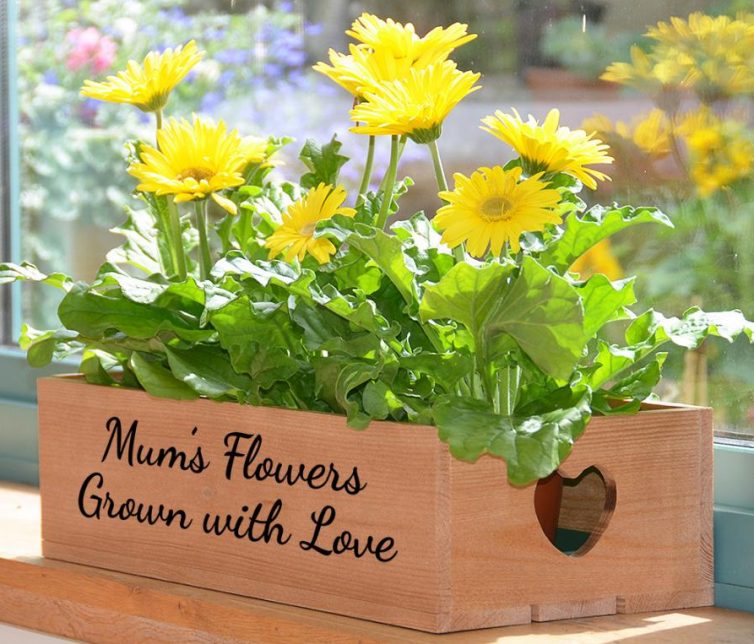 Using Plants To Transform Your home - Plant Box