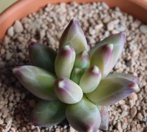 Pachyphytum compactum