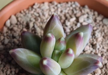 Pachyphytum compactum