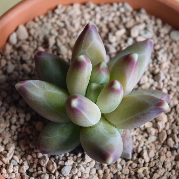 Pachyphytum compactum