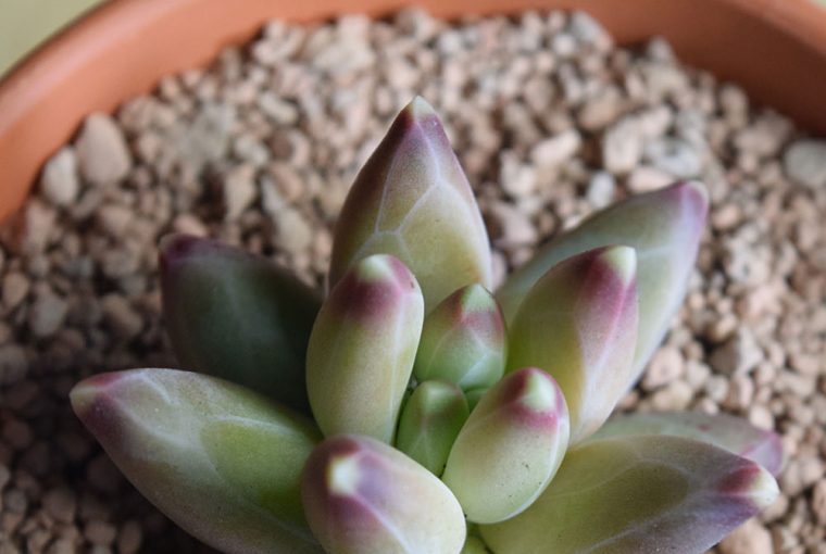 Pachyphytum compactum