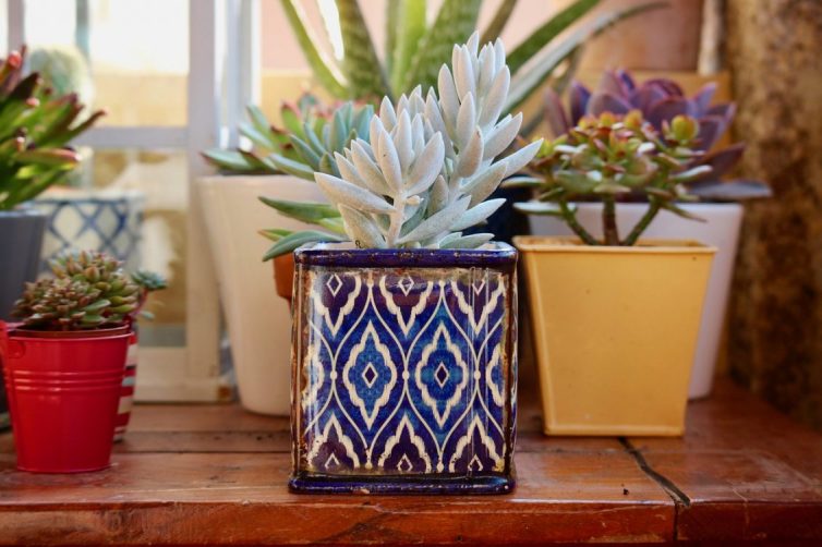 Using Plants To Transform Your home - Succulents