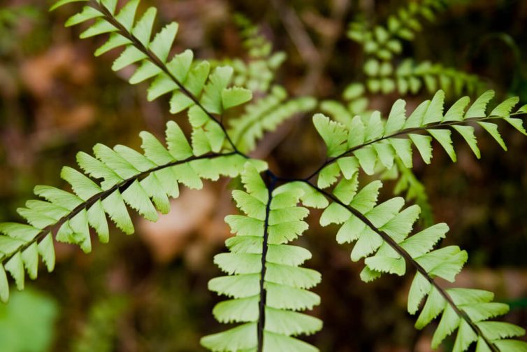 Fern