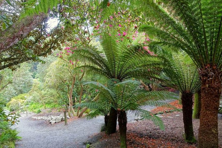 7 Of The Best Gardens In Cornwall - Trebah