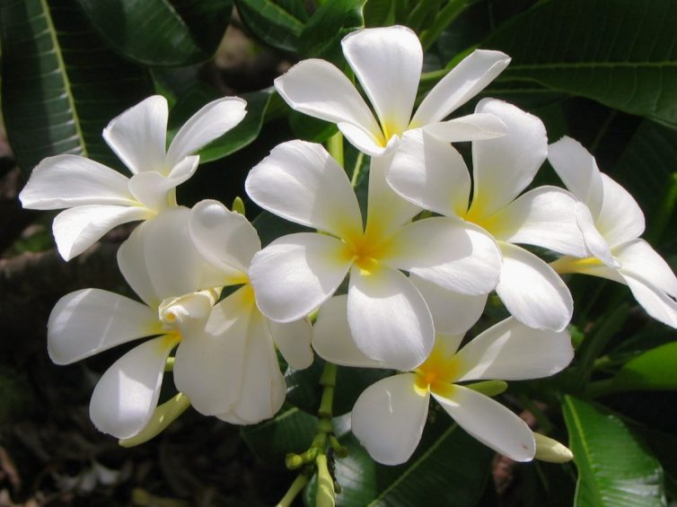 Using Plants To Transform Your home - Jasmine