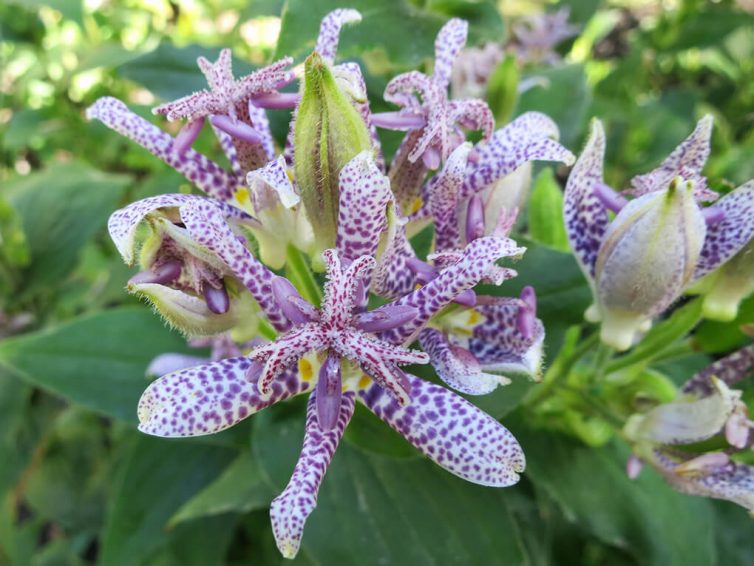 Toad lily