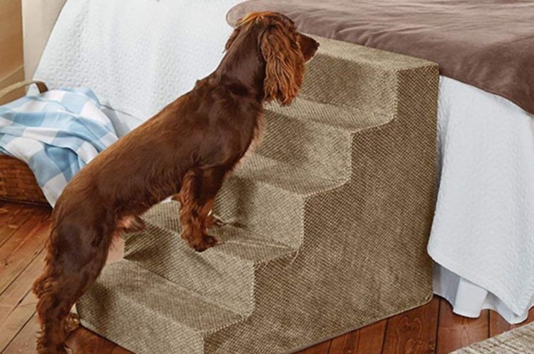 Pampered Pooch - 5 Items All Dog Owners Need - Pet Steps - Image From Orvis