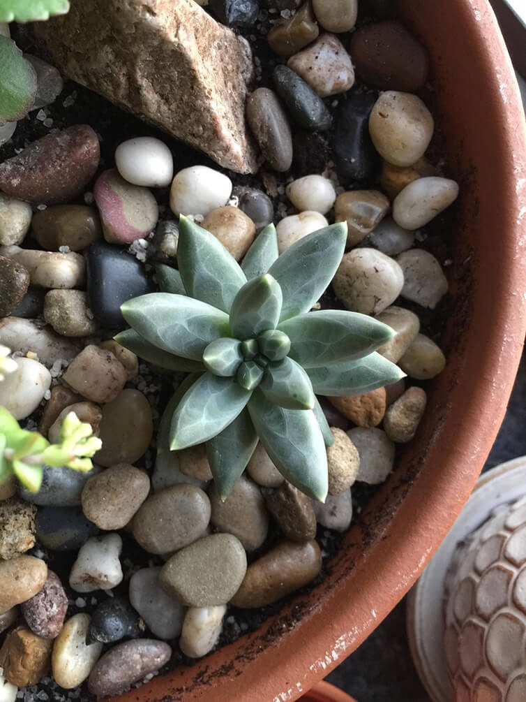 Pachyphytum compactum