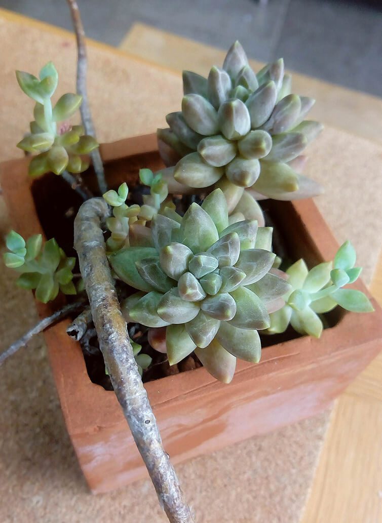 Pachyphytum compactum