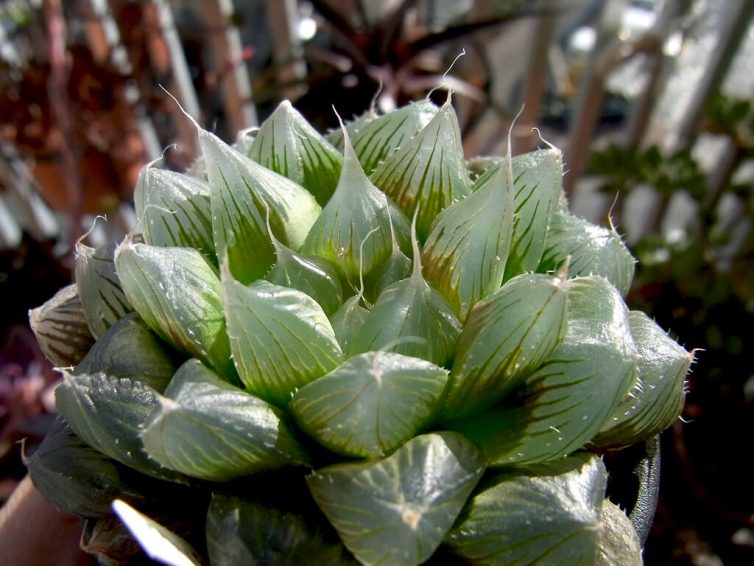 Haworthia cooperi v.pilifera