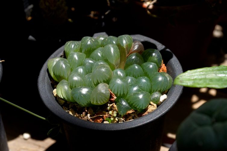 Haworthia cooperi var. trucnata