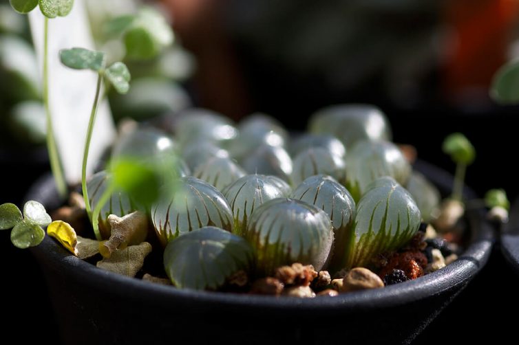 Haworthia cooperi var. trucnata ex-Dodson collection