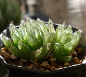 Haworthia cooperi var.gordoniana