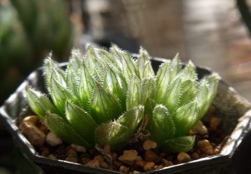 Haworthia cooperi var.gordoniana