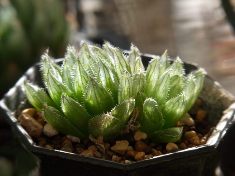 Haworthia cooperi var.gordoniana