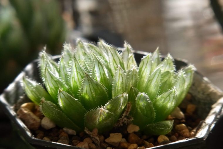 Haworthia cooperi var.gordoniana