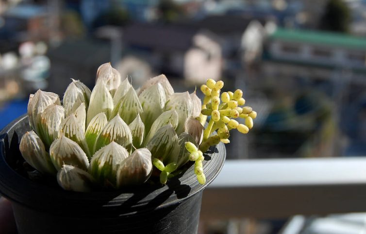 Haworthia cooperi var.pilifera 'Variegata' & Rhipsalis cereuscula